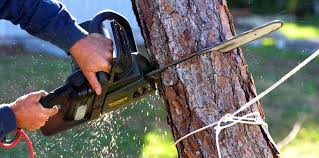 Why Choose Our Tree Removal Services in Ferron, UT?